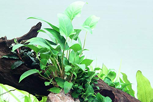 Tropica Aquarium Pflanze Anubias gracilis Wasserpflanzen Aquarium Aquariumpflanzen Topf Nr.101D von TROPICA