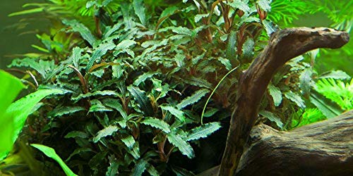 Tropica Aquarium Pflanze Bucephalandra sp. 'Red Nr.139A Wasserpflanzen Aquarium Aquariumpflanzen von TROPICA