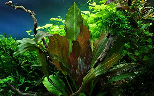 Tropica Aquarium Pflanze Echinodorus 'Reni' rot Nr.072D Wasserpflanzen Aquarium Aquariumpflanzen von TROPICA