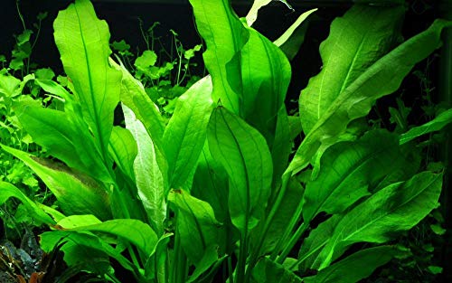 Tropica Aquarium Pflanze Echinodorus bleheri im Topf Topf Nr.071 Wasserpflanzen Aquariumpflanzen von Tropicana
