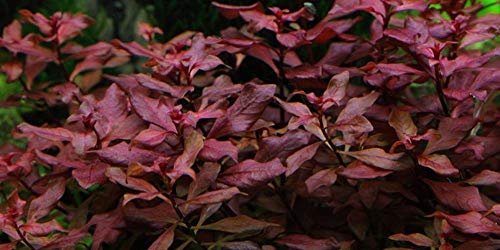 Tropica Aquarium Pflanze Ludwigia palustris Nr.035B Wasserpflanzen Aquarium Aquariumpflanzen Tropica Aquarium Pflanze Ludwigia palustris Nr.035B Wasserpflanzen Aquarium Aquariumpflanzen von TROPICA