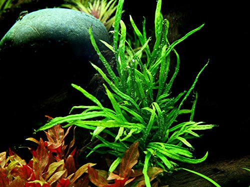 Tropica Aquarium Pflanze Microsorum pteropus Trident Wasserpflanze Topf Nr.008G Aquariumpflanzen von Tropicana