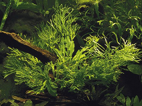 Tropica Aquarium Pflanze Microsorum pteropus Windeløv Wasserpflanze Topf Nr.008B von TROPICA