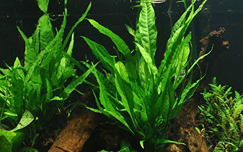 Tropica Aquarium Pflanze Microsorum pteropus Javafarn Wasserpflanzen Topf Nr.008 Aquariumpflanzen von TROPICA