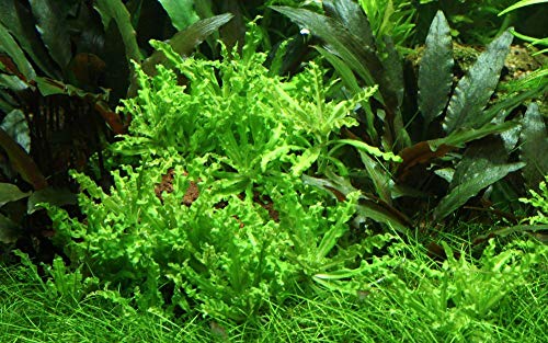 Tropica Aquarium Pflanze Pogostemon helferi Nr.053H Wasserpflanzen Aquarium Aquariumpflanzen von TROPICA