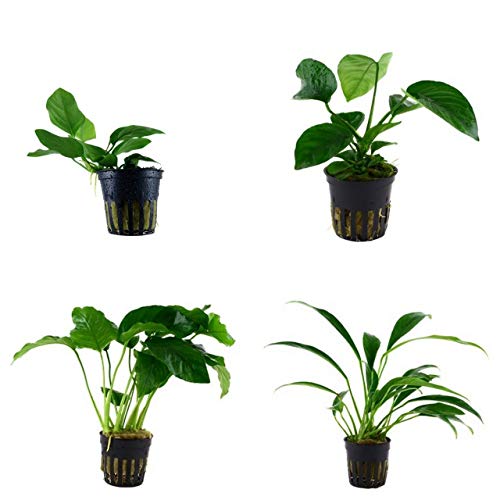 Tropica Anubias Set mit 4 Anubias Topf Pflanzen Aquariumpflanzenset Nr.8 Wasserpflanzen Aquarium Aquariumpflanzen von Tropica