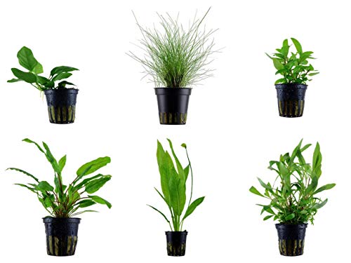Tropica Einsteiger Set mit 6 einfachen Topf Pflanzen Aquariumpflanzenset Nr.1 Wasserpflanzen Aquarium Aquariumpflanzen von TROPICA