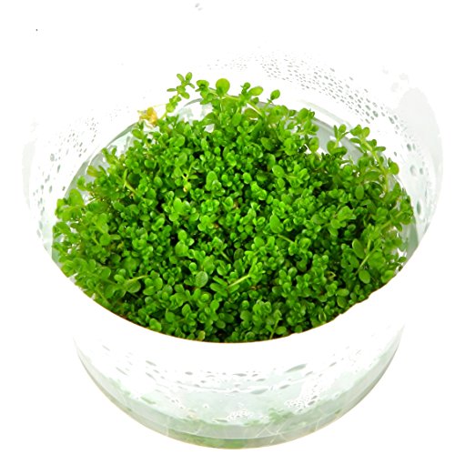 Hemianthus callitrichoides 'Cuba' 1-2-GROW! von Aquarium Fan