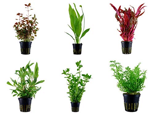 Tropica Hintergrund Set mit 6 Topf Pflanzen Aquariumpflanzenset Nr.24 Wasserpflanzen Aquarium Aquariumpflanzen von TROPICA