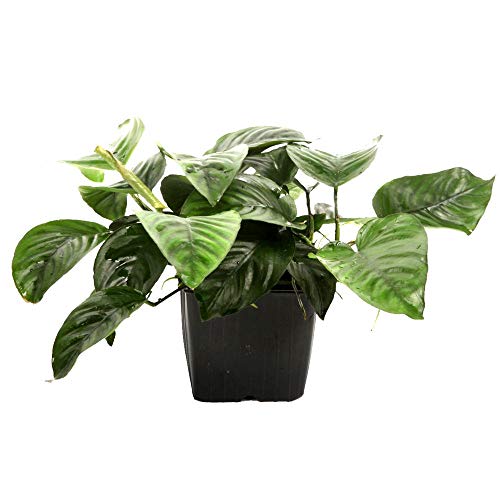 Tropica Mutterpflanze Aquarium Pflanze Anubias barteri caladiifolia XL Nr.101U Wasserpflanzen Aquarium Aquariumpflanzen Tropica Mutterpflanze Aquarium Pflanze Anubias barteri caladiifolia XL Nr.101U Wasserpflanzen Aquarium Aquariumpflanzen von TROPICA