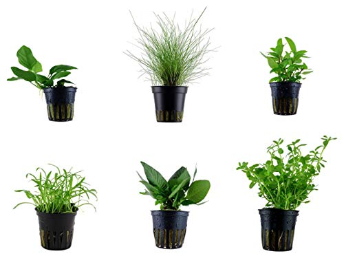 Tropica Nano Set mit 6 einfachen kleinen Topf Pflanzen Aquariumpflanzenset Nr.5 Wasserpflanzen Aquarium Aquariumpflanzen von TROPICA