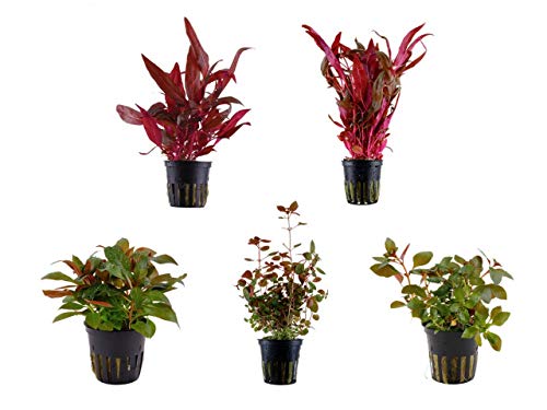 Tropica Pflanzen Set mit 5 schönen roten Topf Pflanzen Aquariumpflanzenset Nr.11 Wasserpflanzen Aquarium Aquariumpflanzen von TROPICA