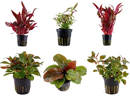 Tropica Pflanzen Set 6 schöne rote Topf Pflanzen Aquariumpflanzenset Nr.10 Wasserpflanzen Aquarium Aquariumpflanzen von TROPICA