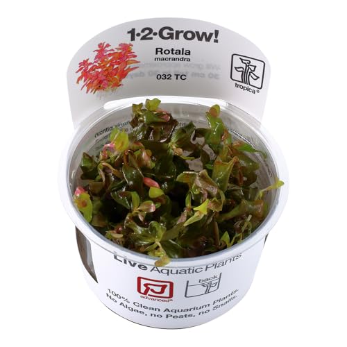 Rotala macrandra 1-2-GROW! (in vitro) von TROPICA