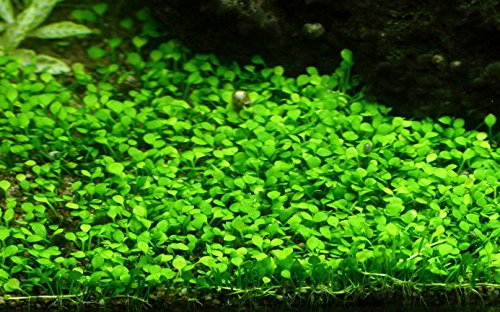 Tropica 1-2-GROW Mini-Kleeblatt/Marsilea crenata von TROPICA