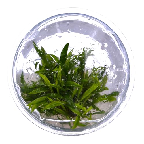 Tropica 1-2-GROW! Cryptocoryne crispatula - - In-Vitro Aquariumpflanze von TROPICA