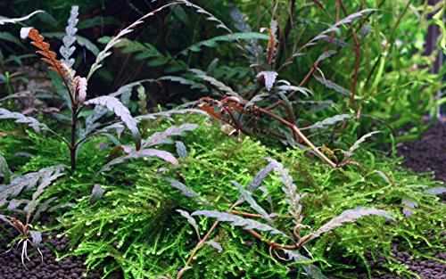 Tropica 1-2-GROW! Hygrophila pinnatifida - In-Vitro Aquariumpflanze … von TROPICA