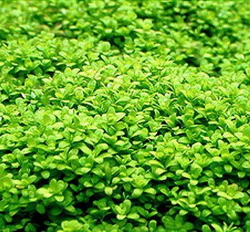 Tropica 1-2-GROW! Kuba Zwerg-Perlenkraut/Hemianthus callitri. Cuba Tropica 1-2-GROW! Kuba Zwerg-Perlenkraut/Hemianthus callitri. Cuba von TROPICA
