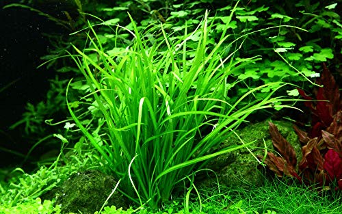 Tropica Aquarium Pflanze Helanthium tenellum 'Green Nr.067A TC in Vitro 1-2 Grow Wasserpflanzen Aquariumpflanzen von TROPICA
