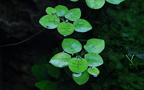 Tropica Aquarium Pflanze Limnobium laevigatum Nr.063 TC in Vitro 1-2 Grow Wasserpflanzen Aquariumpflanzen von TROPICA