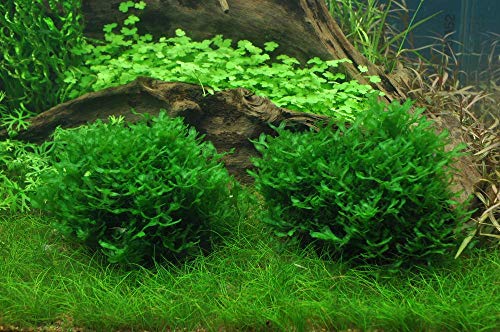 Tropica Aquarium Pflanze Moos Monosolenium tenerum Nr.002C TC in Vitro 1-2 Grow Wasserpflanzen Aquarium Aquariumpflanzen von Tropica