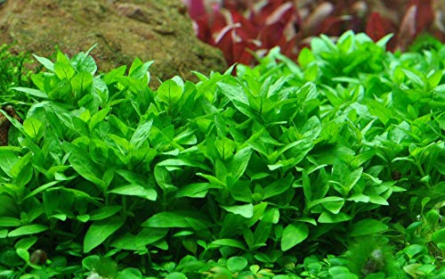 Tropica Aquarium Pflanze Staurogyne repens Nr.049G TC in Vitro 1-2 Grow Wasserpflanzen Aquariumpflanzen von TROPICA