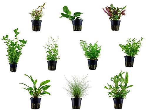 Tropica Einsteiger Maxi Set mit 10 Topf Pflanzen Aquariumpflanzenset Nr.36 Wasserpflanzen Aquarium Aquariumpflanzen von TROPICA