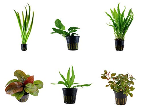 Tropica Einsteiger Set mit 6 einfachen Topf Pflanzen Aquariumpflanzenset Nr.29 Wasserpflanzen Aquarium Aquariumpflanzen von TROPICA