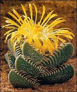 Tropica - Kakteen - Echter Tigerrachen (Faucaria trigrina) - 40 Samen von Tropica