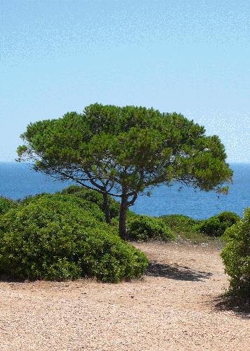 Tropica – Pinus Pinea – 6 Samen – Mittelmeer von Tropica