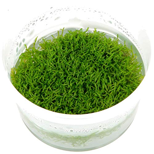 Tropica Aquarium Pflanze Moos Riccia fluitans Nr.001 TC in Vitro 1-2 Grow Wasserpflanzen Aquarium Aquariumpflanzen von TROPICA