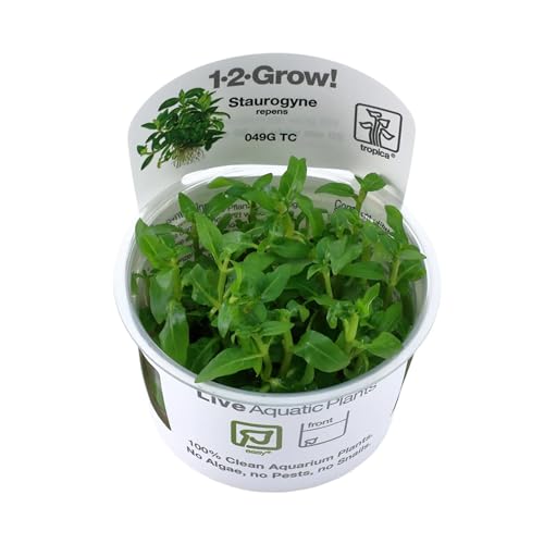 Tropica Staurogyne repens 1-2-GROW! winterharte Pflanze für den Vordergrund des Aquariums. von TROPICA