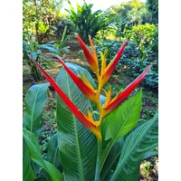 Neue Zwerg Heliconia Carmasita Leben Rhizom Pflanze Exotisch Tropisch von TropicalHeliconias