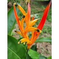 Zwei Heliconia Petra Papageien Schnabel Leben Rhizom Exotisch Pflanze Zwerg von TropicalHeliconias