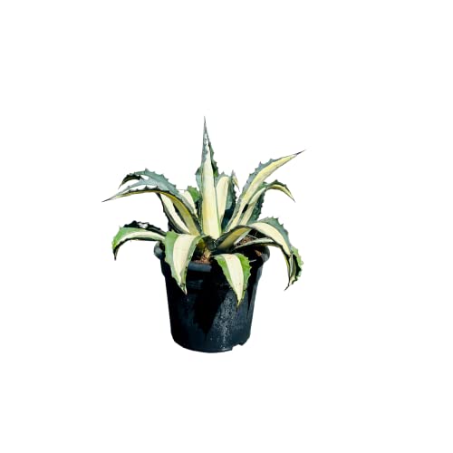 Tropictrees - Agave Mediopicta - 50-60 cm - A+ von Tropictrees