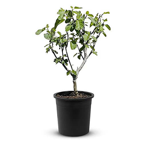 Tropictrees Brown Turkey Feigenbaum mit einer Höhe von 40-60 cm und einem Stammumfang von 3-5 cm | Feigen zur Saftherstellung und als Zutat für Gerichte | Feigenbaum winterhart mit essbaren Früchten von Tropictrees