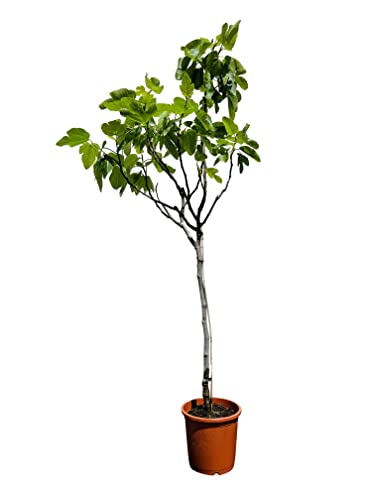 Tropictrees Ficus Carica - Feigenbaum - Echter Obstbaum - Höhe: 150 cm - frosthart - für drinnen/außen - große und leckere Früchte - perfekt für jeden Garten von Tropictrees