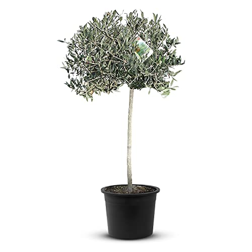 Tropictrees Olivenbaum Hochstamm 140cm natürlicher Olivenbaum winterhart Stammumfang 6-8 cm fruchtreifes Stämmchen inkl. Topfechter als Home Decor oder Garten Deko von Tropictrees