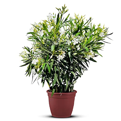 Tropictrees Nerium Oleander | Oleander Pflanzen winterhart | immergrüne winterharte Pflanze mit einer Höhe 80-100 cm | weiße Blüten | Hitze- und trockenheitsresistent von Tropictrees