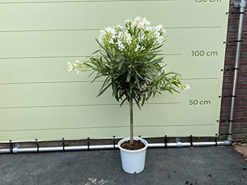 Tropictrees - Oleander auf hochstamm, farbe weiẞ, 80/100 cm - A+ von Tropictrees