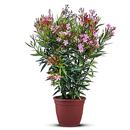 Tropictrees Nerium Oleander | Oleander Pflanzen winterhart | immergrüne winterharte Pflanze mit einer Höhe 80-120 cm | rosa Blüten | Hitze- und trockenheitsresistent von Tropictrees