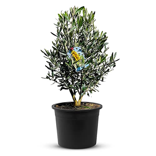 TropicTrees Hochstamm Olivenbaum winterhart | Busch Olea Europaea mit einem glatten Stamm und einer verspielten Form | echter Busch Olivenbaum 90 cm mit essbaren Oliven von Tropictrees