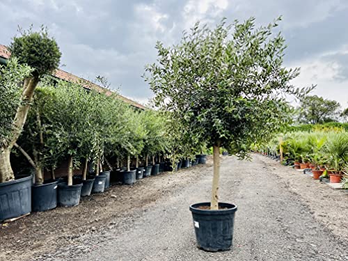Tropictrees - Olivenbaum - Höhe 170-190 cm, stammumfang 20-40cm, ca. 35 jahre alt, oliven, olea europea, A+ von Tropictrees