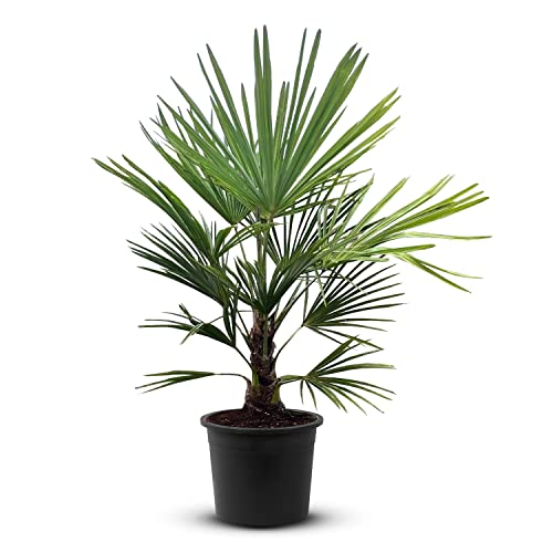 Tropictrees Trachycarpus Fortunei | Palme | 20-30 cm Stammhöhe | Höhe 130cm | Bis zu 400 cm | Gelbe Blüten | Dunkelblaue Früchte | Winterharte Pflanze von Tropictrees