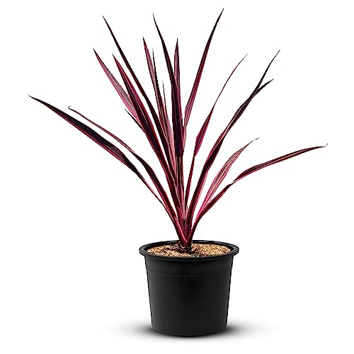 TROPICTREES Cordyline Pink Passion Palme | 50cm Höhe | Lebendige pinke Blätter Immergrüne Palme | Pink Elegance üppiges Laub Outdoor Cordyline Pflanze von Tropictrees