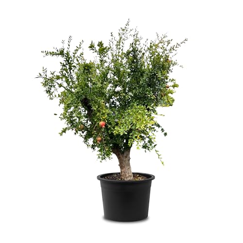 Tropictrees Granatapfelbaum Winterhart - Punica Granatum mit 230 cm Hochstamm - Echter Granatapfelbaum für drinnen und draußen - Gartenpflanzen Winterhart im Topf von Tropictrees