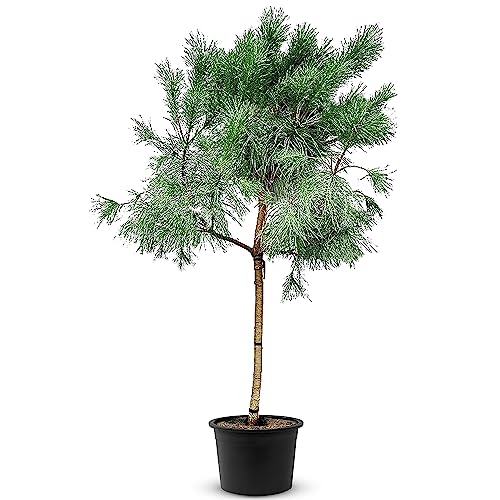 TROPICTREES Pinus Pinea Tree mit einer Höhe von 250 cm | Winterharte Kiefer mit Gewicht von 40 kg | Machen Sie diese Kiefer zu einem majestätischen Herzstück Ihrer Landschaft! von Tropictrees