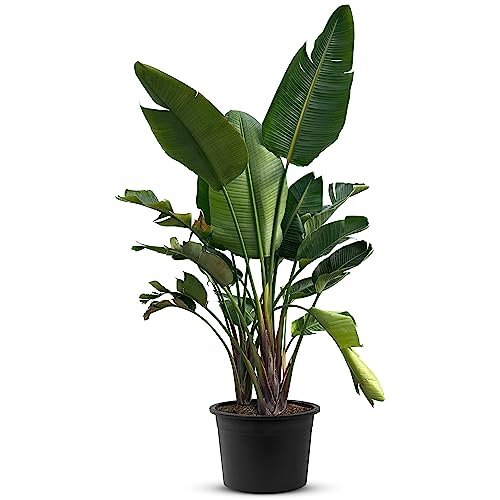 TROPICTREES Strelitzia Augusta | Zimmerpflanze pflegeleicht |Exotische Eleganz mit bemerkenswerten Blüten und pflegeleichter Pracht | Strelizienpflanze echt | 200-220cm TROPICTREES Strelitzia Augusta | Zimmerpflanze pflegeleicht |Exotische Eleganz mit bemerkenswerten Blüten und pflegeleichter Pracht | Strelizienpflanze echt | 200-220cm von Tropictrees