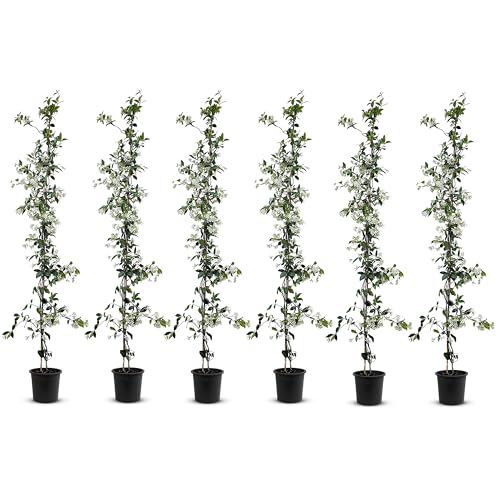 Tropictrees - Trachelospermum Jasminoides - 110cm - Winterhart - Sternjasmin - toskanischer Jasmin -Weiß - 6 pcs von Tropictrees