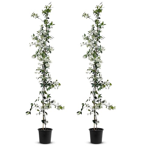 Tropictrees - Trachelospermum Jasminoides - 140cm - Winterhart - Sternjasmin - toskanischer Jasmin -Weiß - 2 pcs von Tropictrees